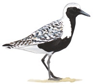 Black-bellied Plover