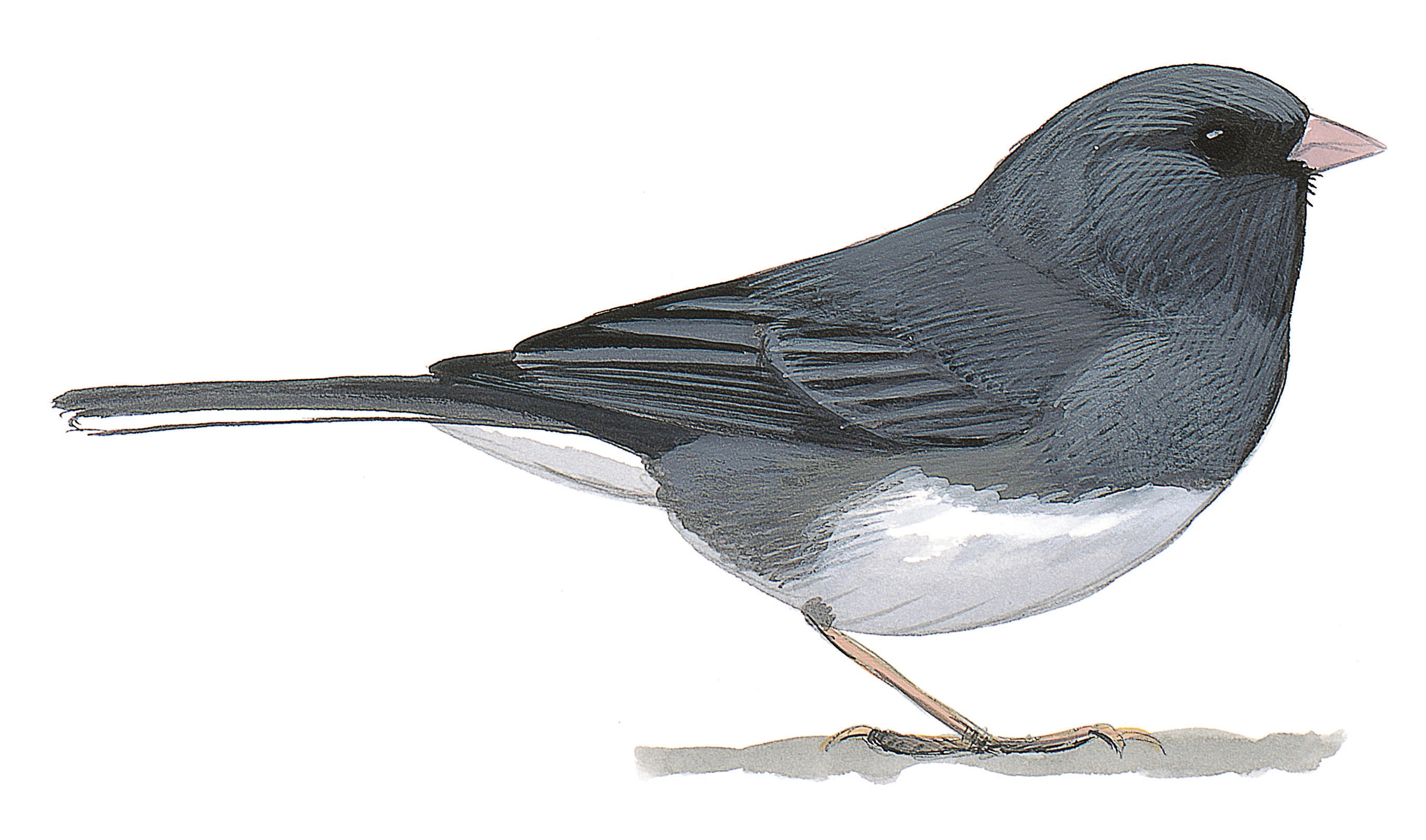 Junco Ojos Negros