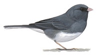 Dark-eyed Junco