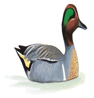 Green-winged Teal