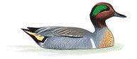 Green-winged Teal