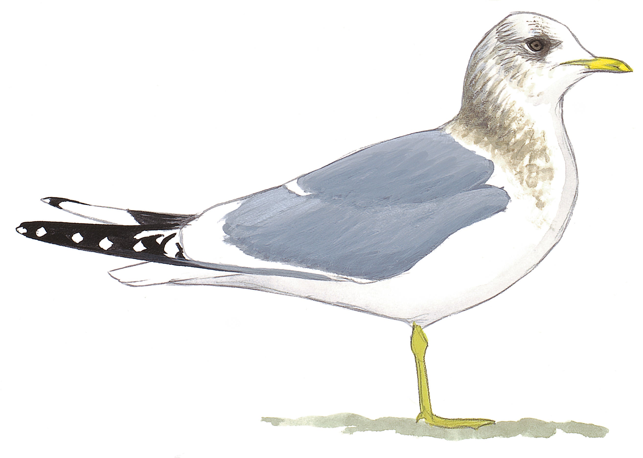 Gaviota Cana