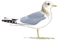 Short-billed Gull