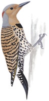 Northern Flicker