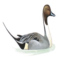 Northern Pintail