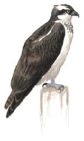 Osprey