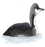 Pacific Loon