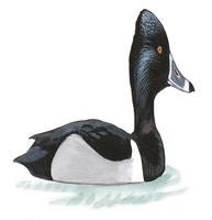 Ring-necked Duck