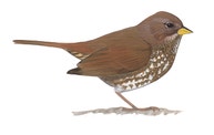 Fox Sparrow
