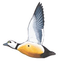 Steller's Eider