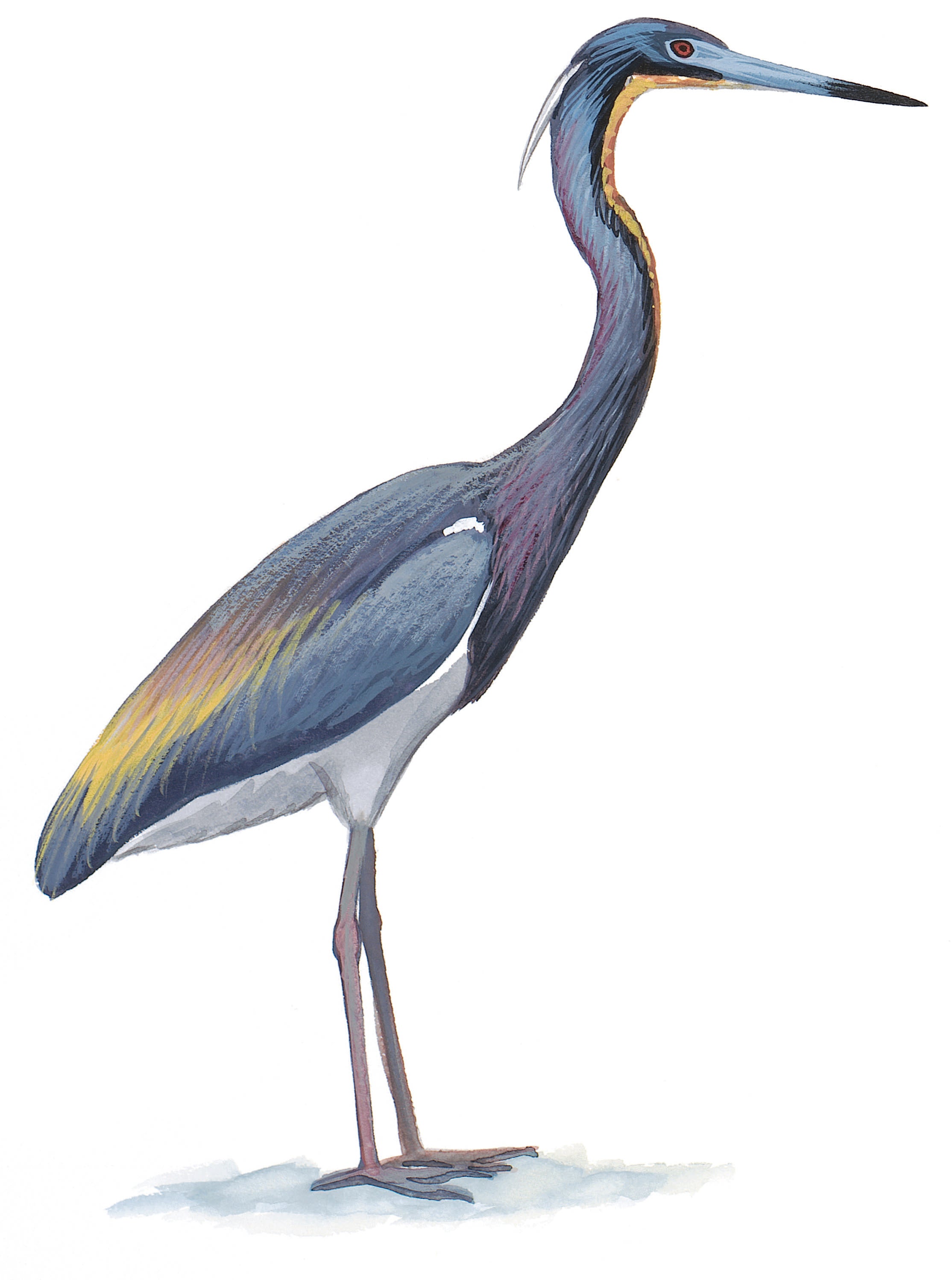 Garza Tricolor