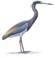 Tricolored Heron