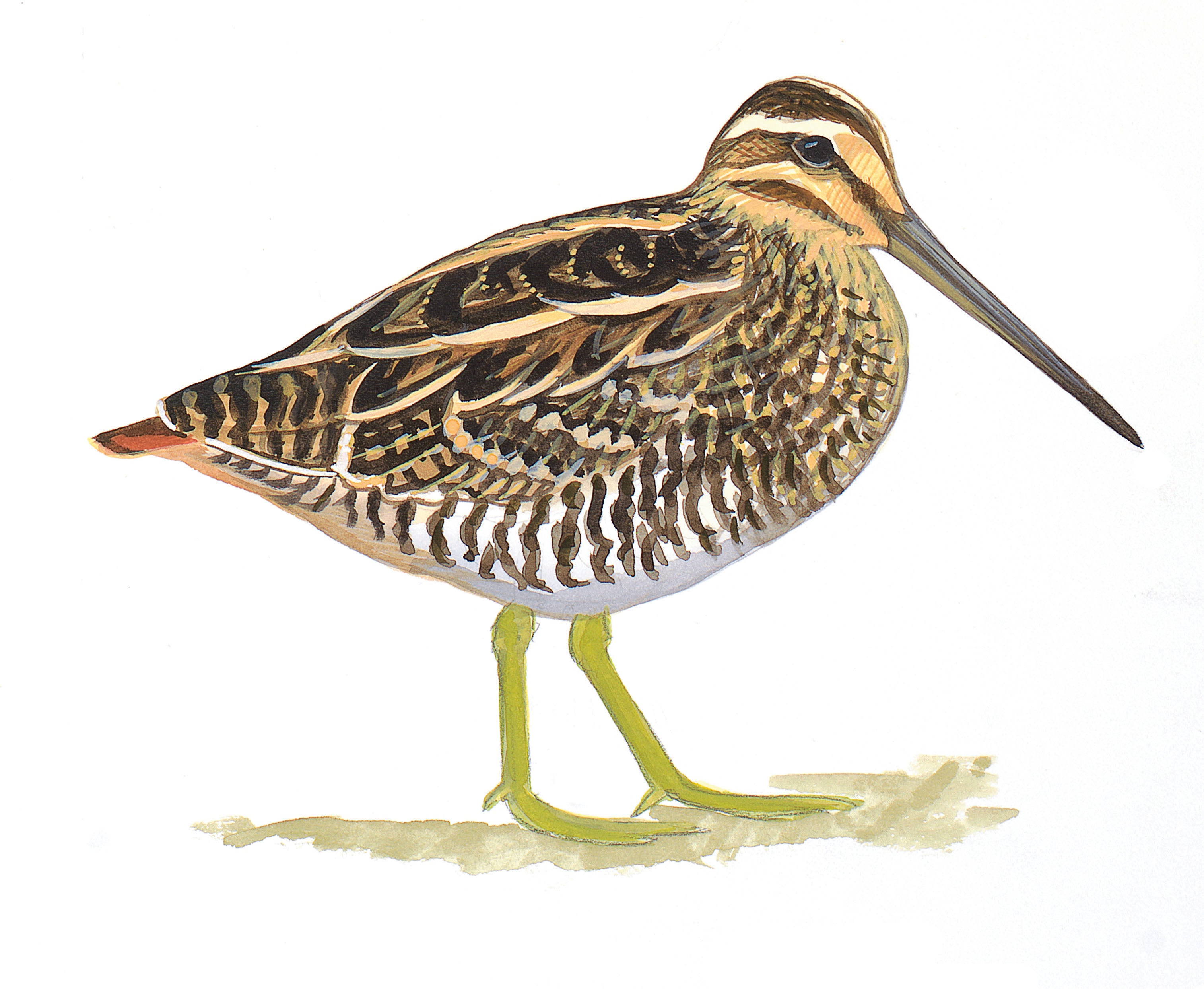 Agachona Norteamericana