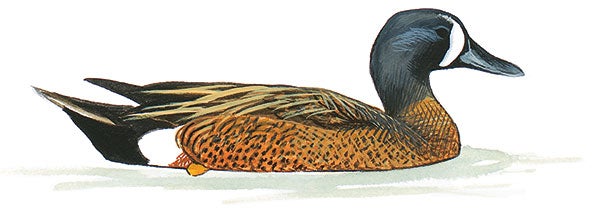 Blue-winged Teal