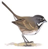 Bell's Sparrow