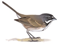 Bell's Sparrow