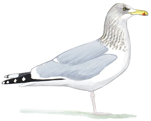 American Herring Gull