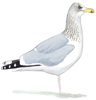 Herring Gull