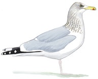Herring Gull