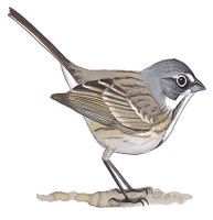 Sagebrush Sparrow