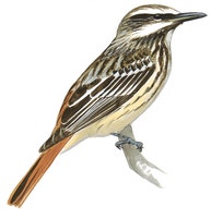 Sulphur-bellied Flycatcher