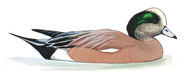Pato Chalcuán