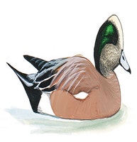 American Wigeon