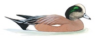American Wigeon