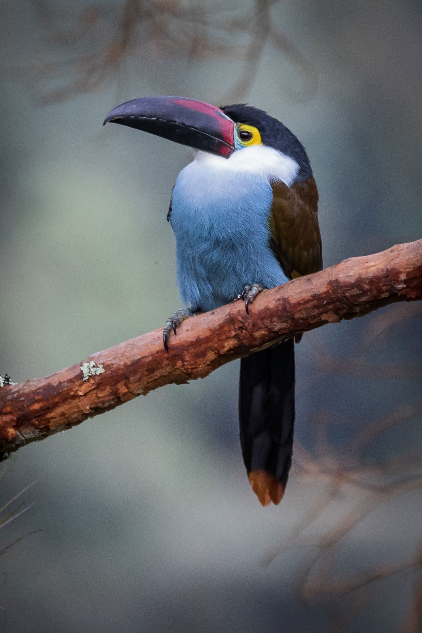 A toucan sits on a moss-covered branch, looking to the right out of a dark eye surrounded in yellow and blue. It's white neck feathers transition to a blue belly, and its dark tail, with a bright orange tip, extends below the branch.