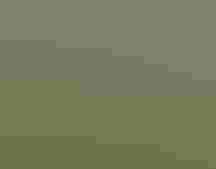 Black-footed Albatross pair | Dan Clark/USFWS