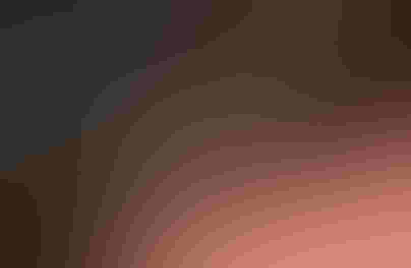 Black-rumped Waxbill. Photo: G. Hofmann & F. Scheffer