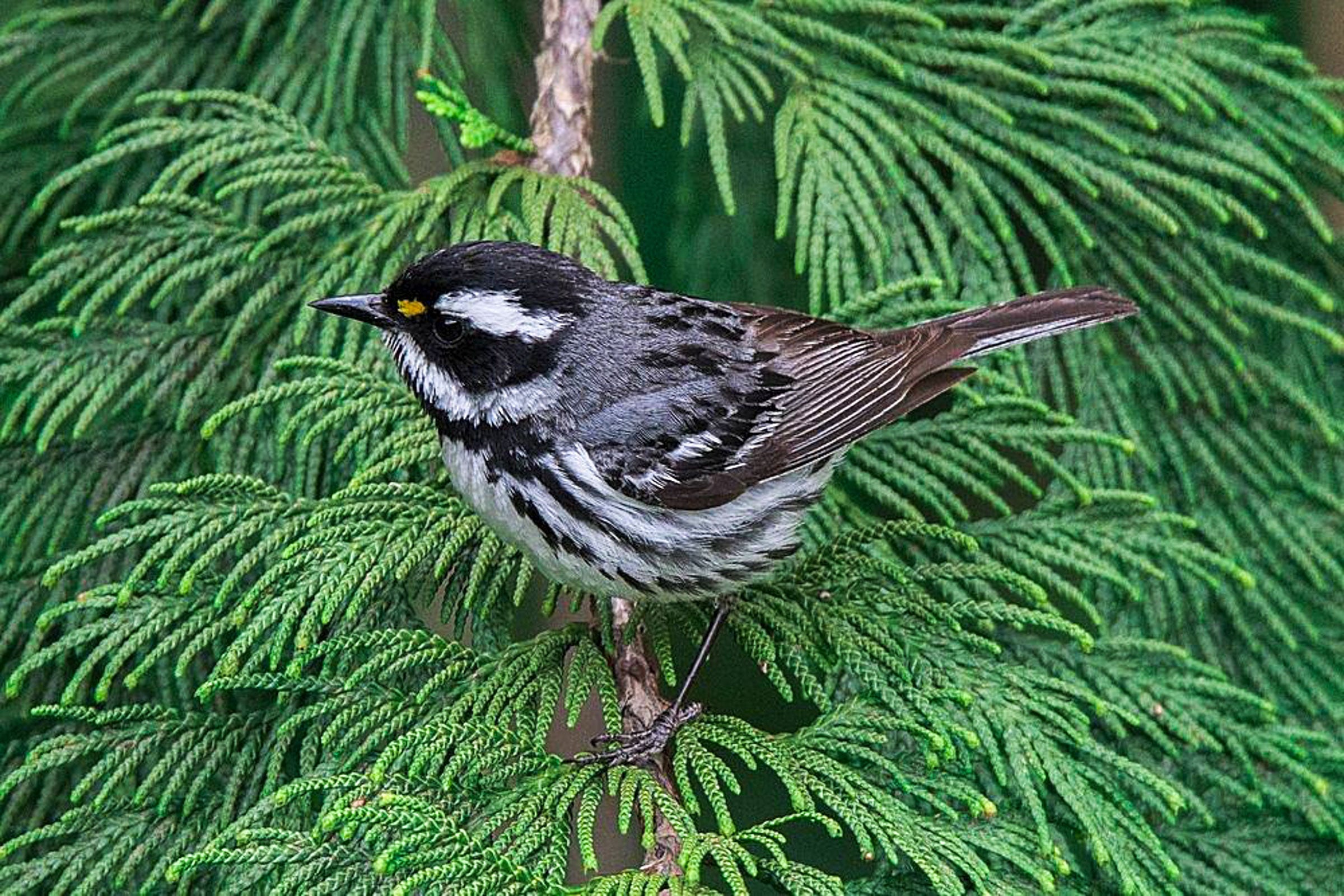 Black-throated Gray Warbler. John Morrison