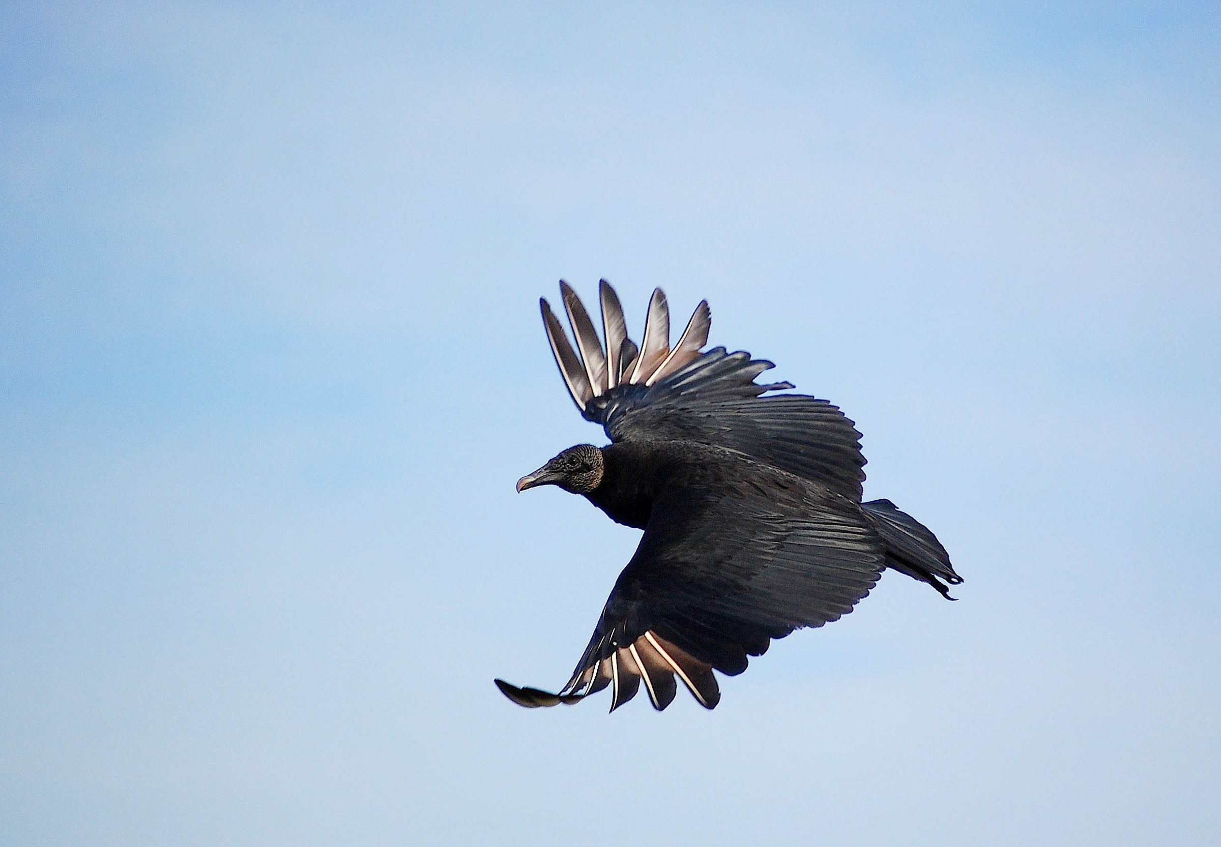 Black Vulture Black Vulture. Black Vulture. Scott Kinsey/Great Backyard Bird Count