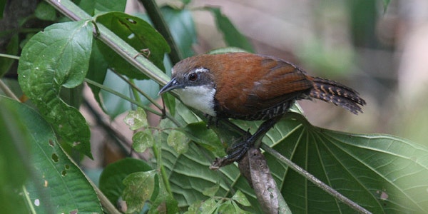 Sparrow And Wren : Discover the Power Words for Effective Communication
