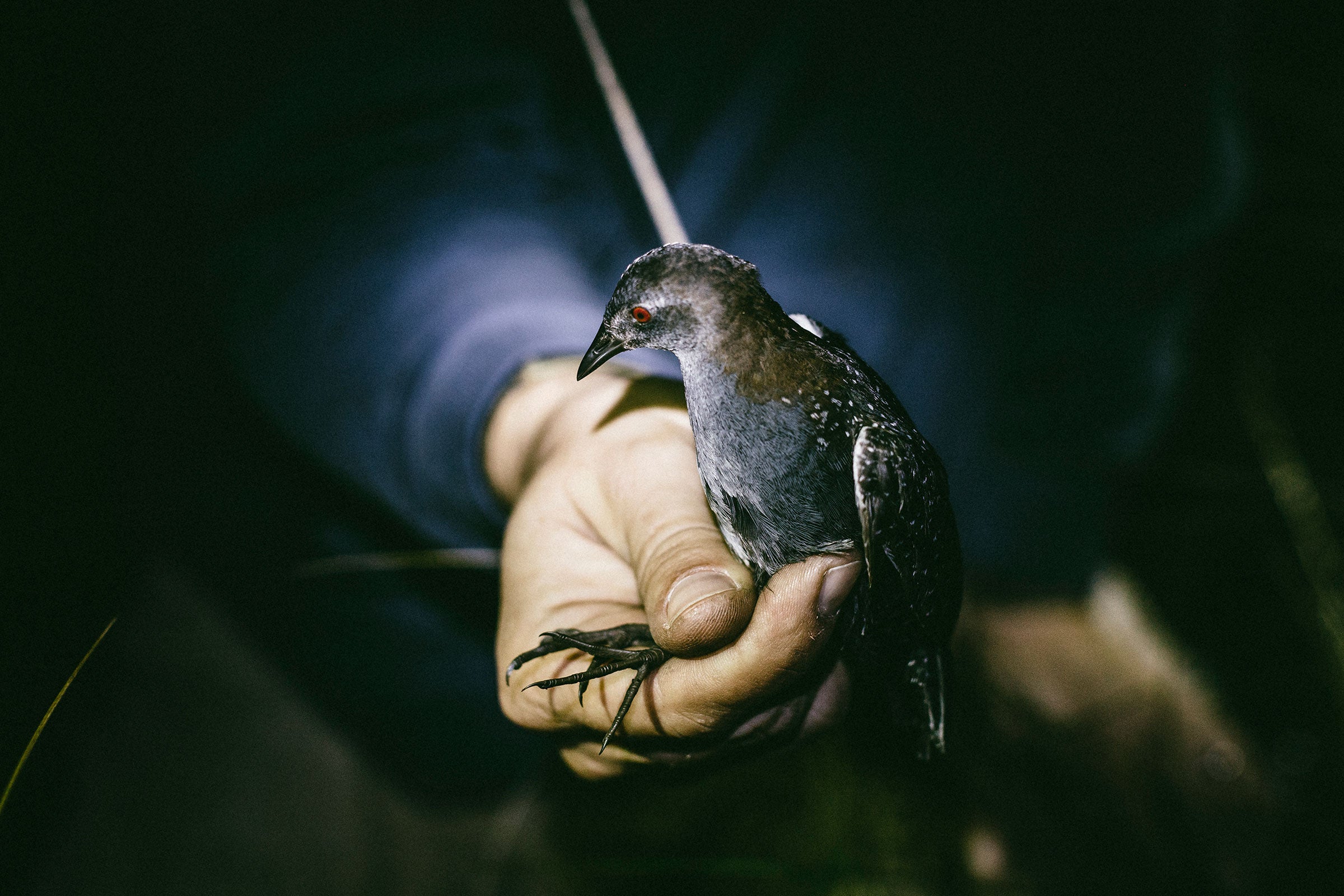 Expert eyes can distinguish the female Black Rail by the lighter color on its throat. Its age is determined by the spotting pattern on its wing feathers. William Widmer