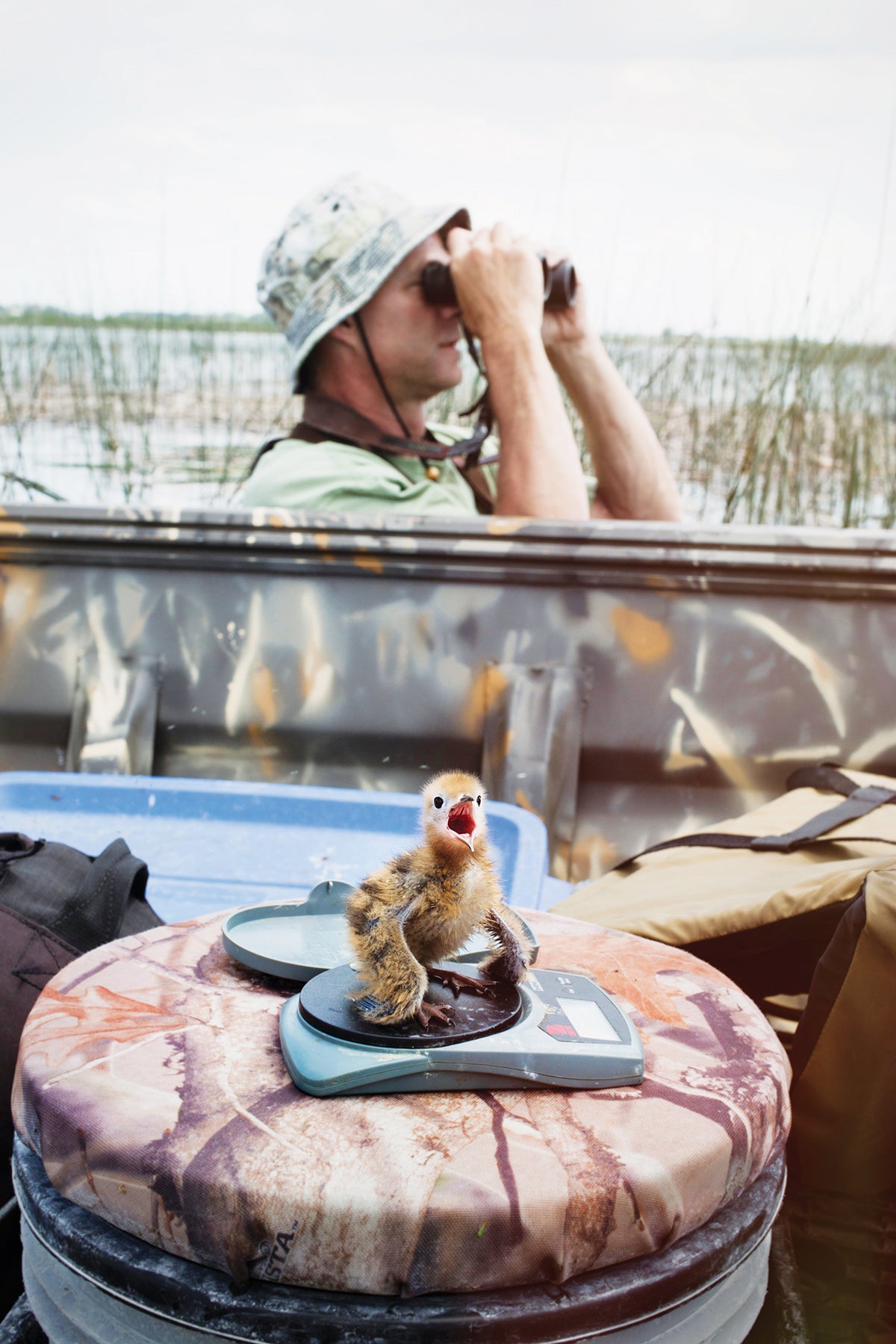 Dave Shealer serves as an adviser to Audubon's Black Tern project in the Great Lakes. So far the team has banded more than 100 birds, including chicks. Mike Fernandez/Audubon