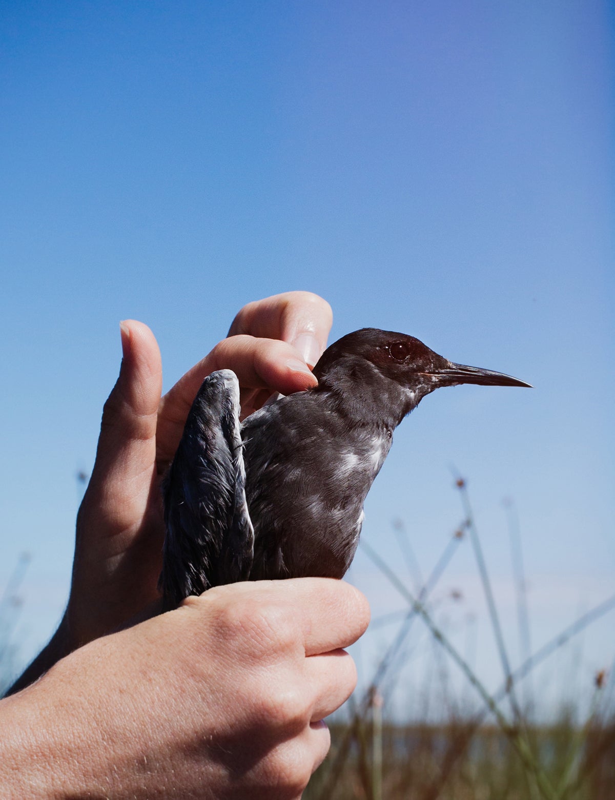Erin Rowan, a Detroit Audubon volunteer, handles an adult Black Tern before releasing it back to the colony. Mike Fernandez/Audubon