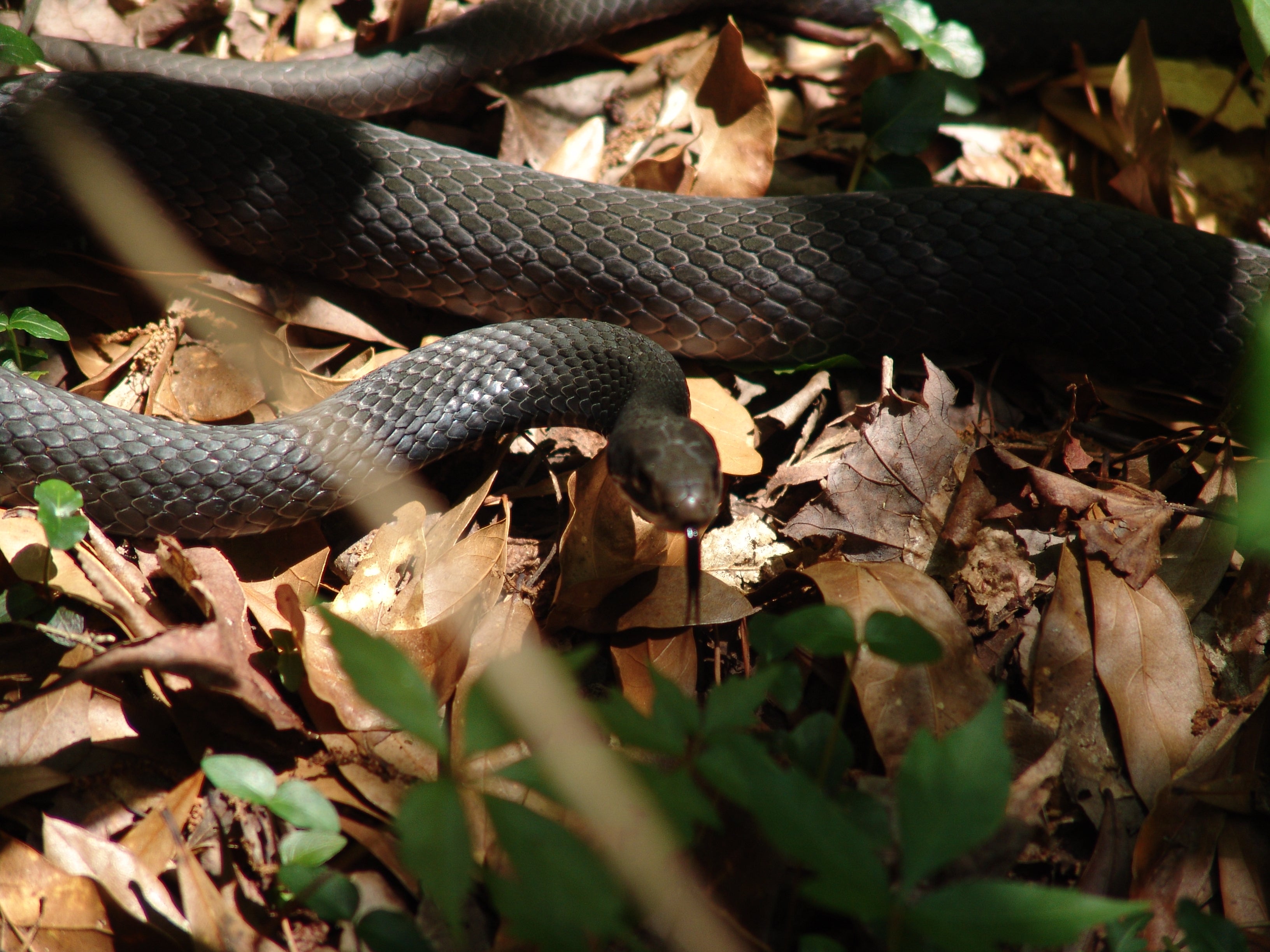 Southern Black Racer | Audubon