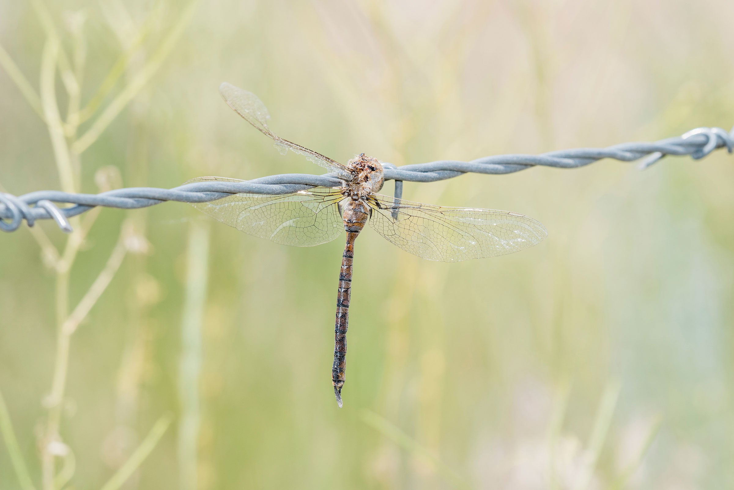 Blue-eyed darner. Rachel Hopper