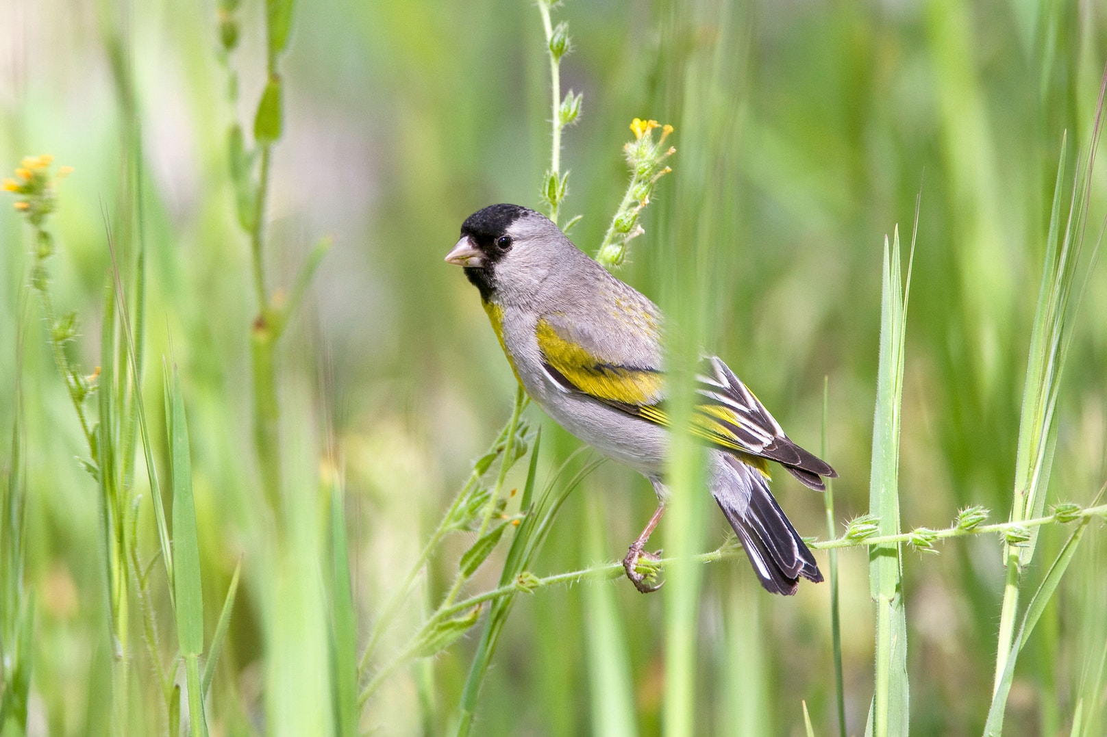 Tens of Millions of Western Birds Depend on These Two Regions During ...