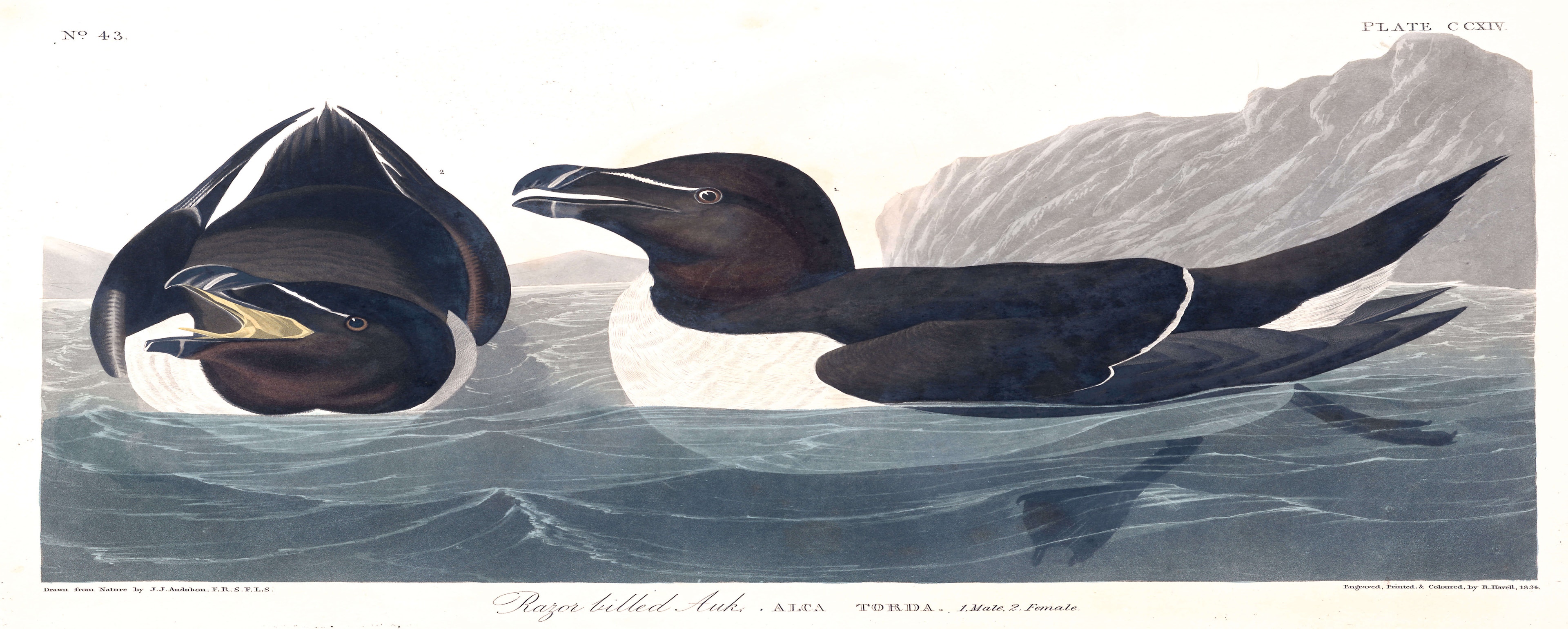 Auckbill Razor Razor Bill | John James Audubon's Birds of America