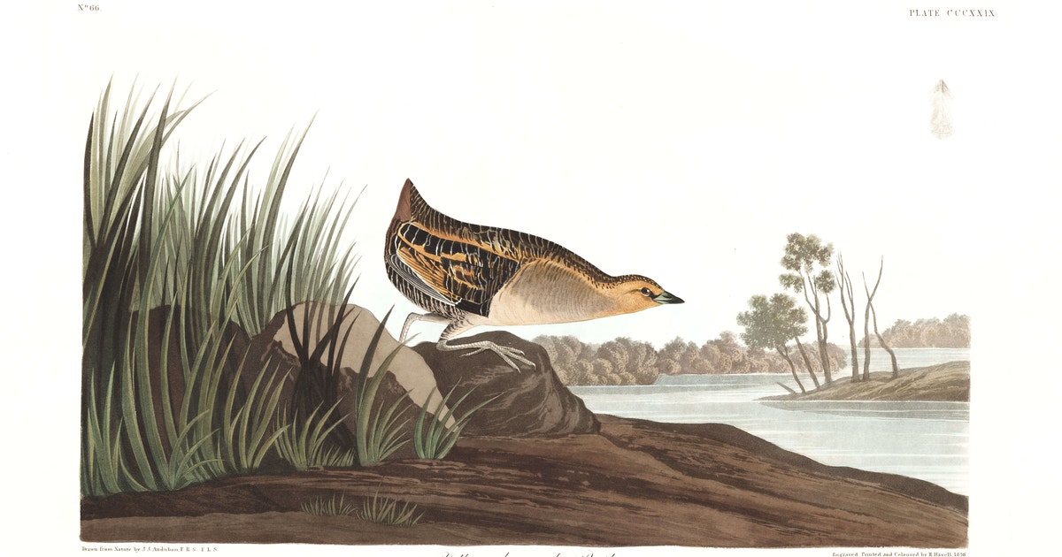 Eastern Meadowlark Bird Counted Cross Stitch Pattern - John James Audubon Design