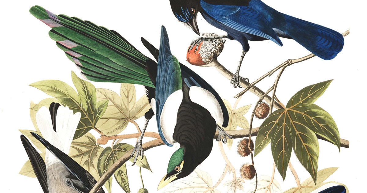 Yellow Billed Magpie Stellers Jay Ultramarine Jay Clark s Crow yellow-billed-magpie-stellers-jay-ultramarine-jay-clark-s-crow