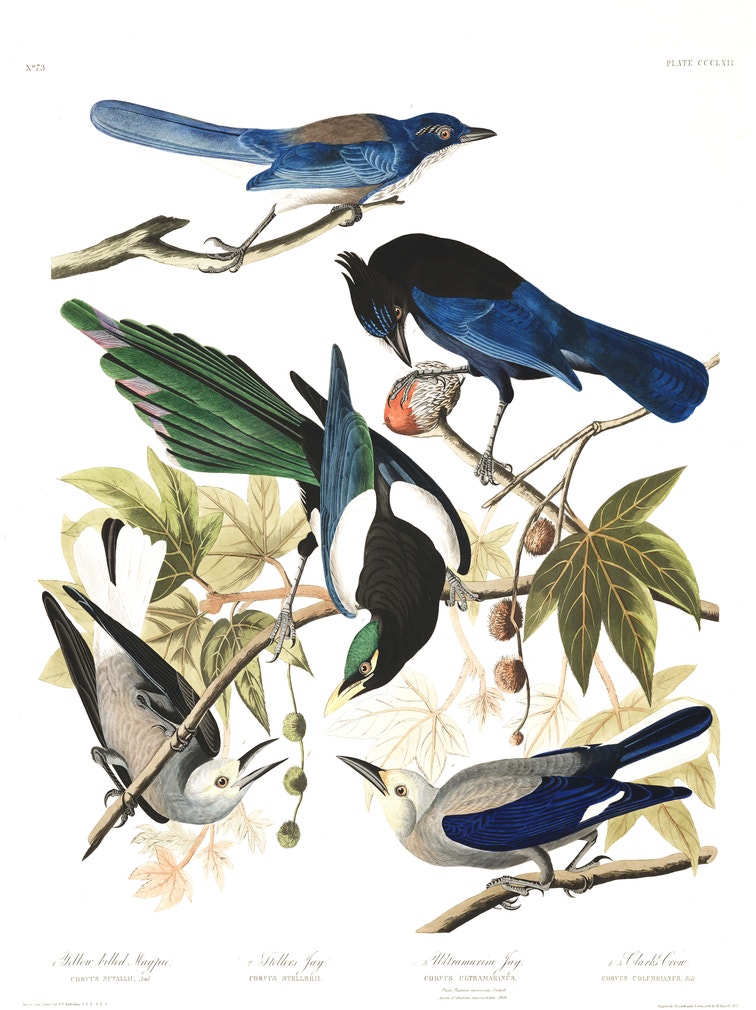 Yellow Billed Magpie Stellers Jay Ultramarine Jay Clark s Crow yellow-billed-magpie-stellers-jay-ultramarine-jay-clark-s-crow