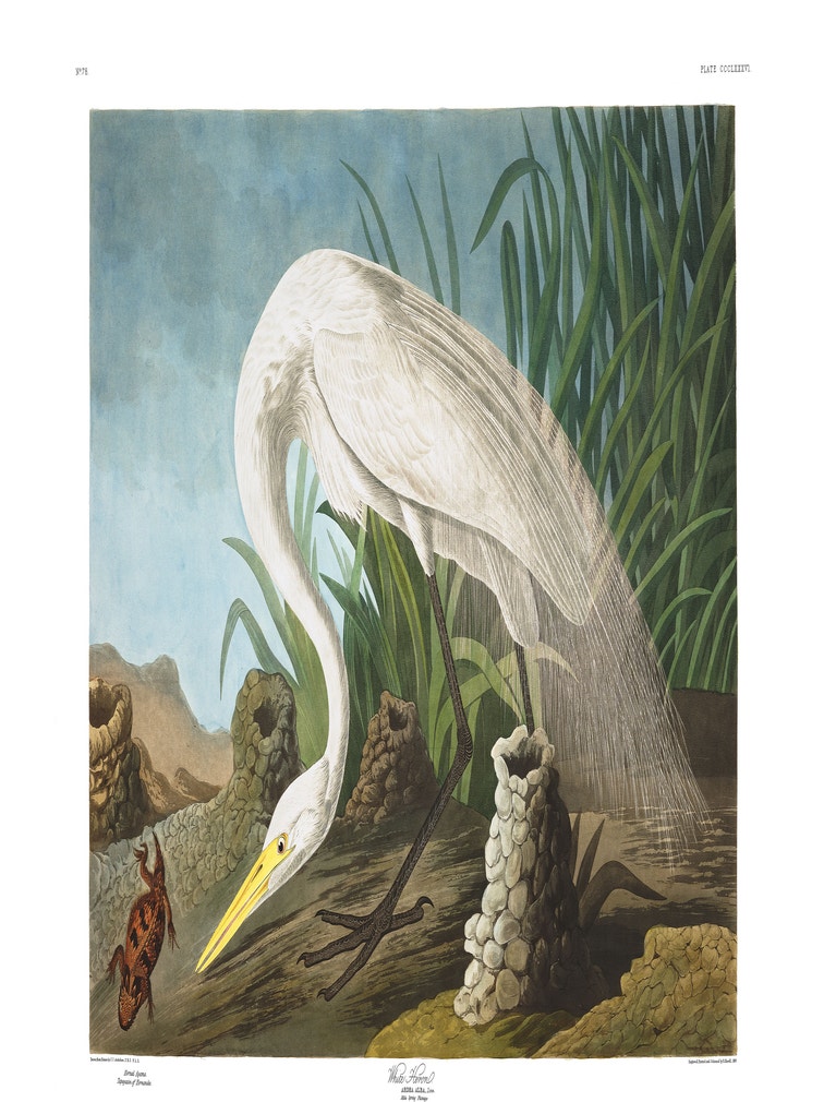 White Heron John James Audubon s Birds Of America white-heron-john-james-audubon-s-birds-of-america