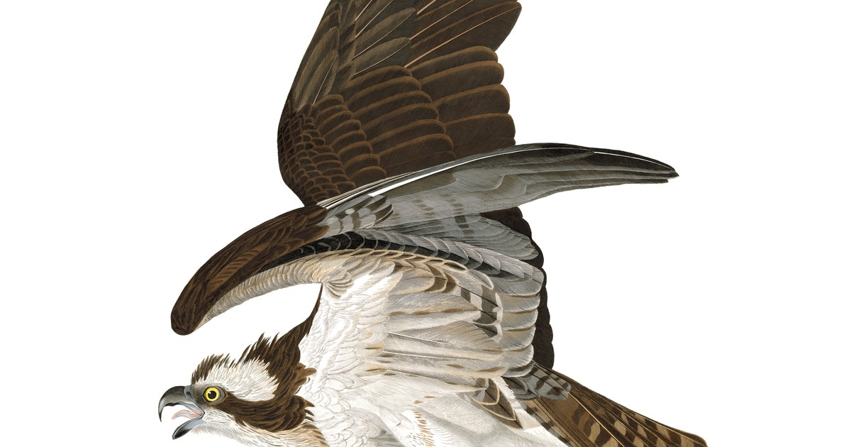 Osprey Hawk Western Osprey (Pandion Haliaetus)