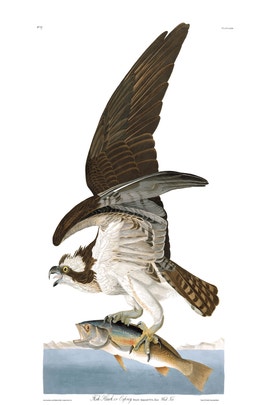 Fish Hawk, or Osprey | John James Audubon's Birds of America