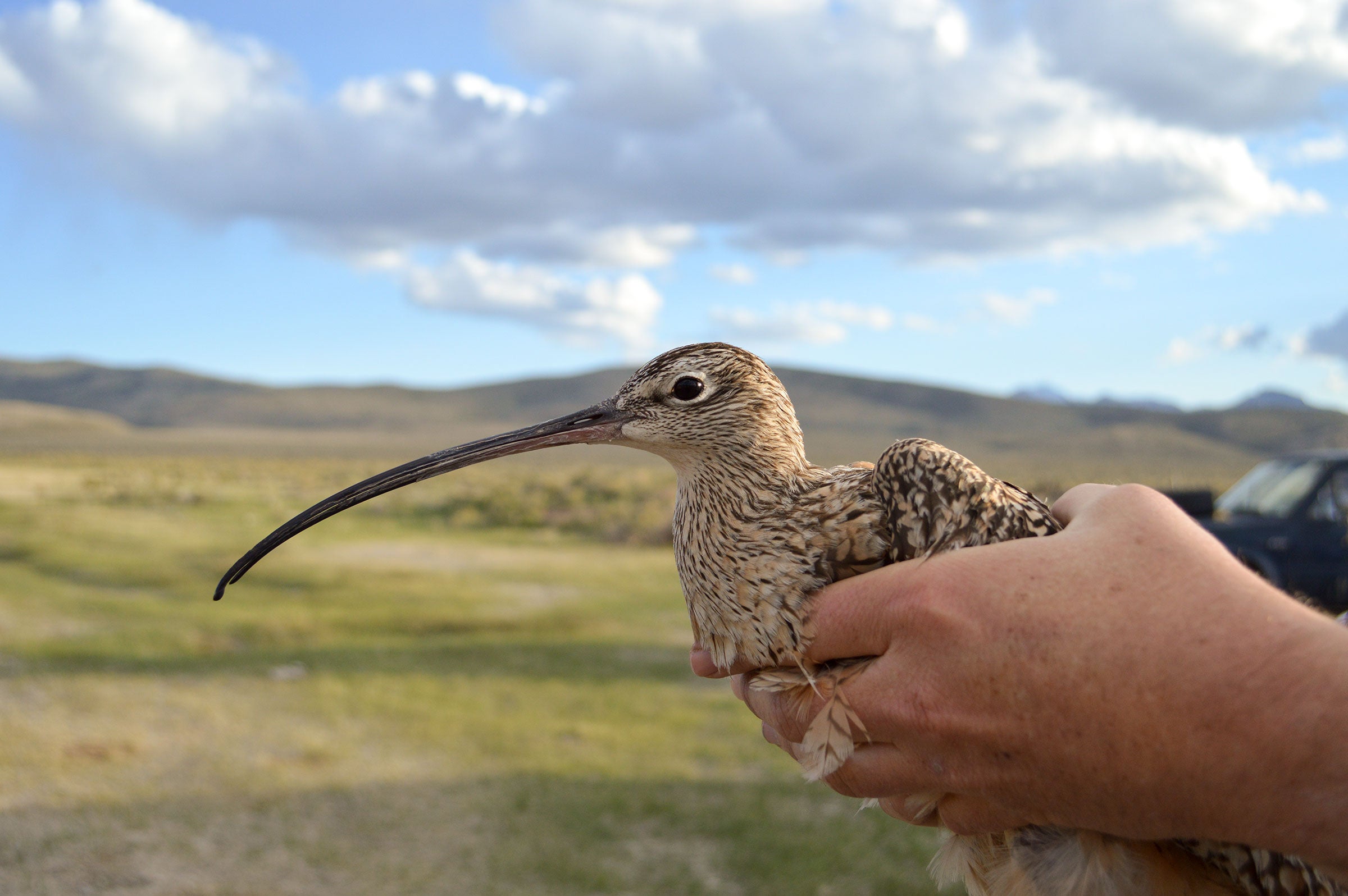 Borah, one of the Long-billed Curlews studied with a transmitter, just before release. Heidi Ware