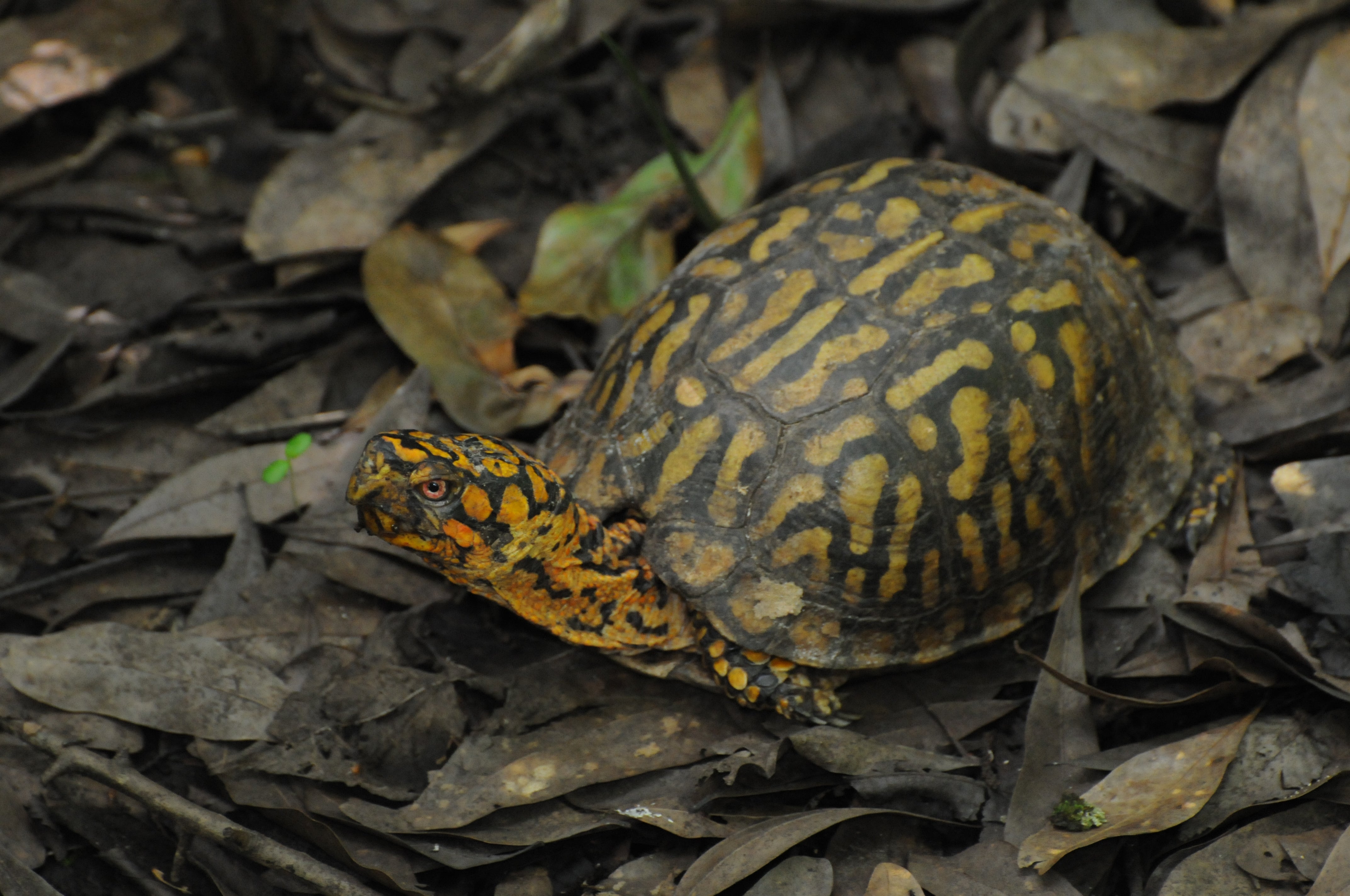 Eastern Box Turtle | Audubon