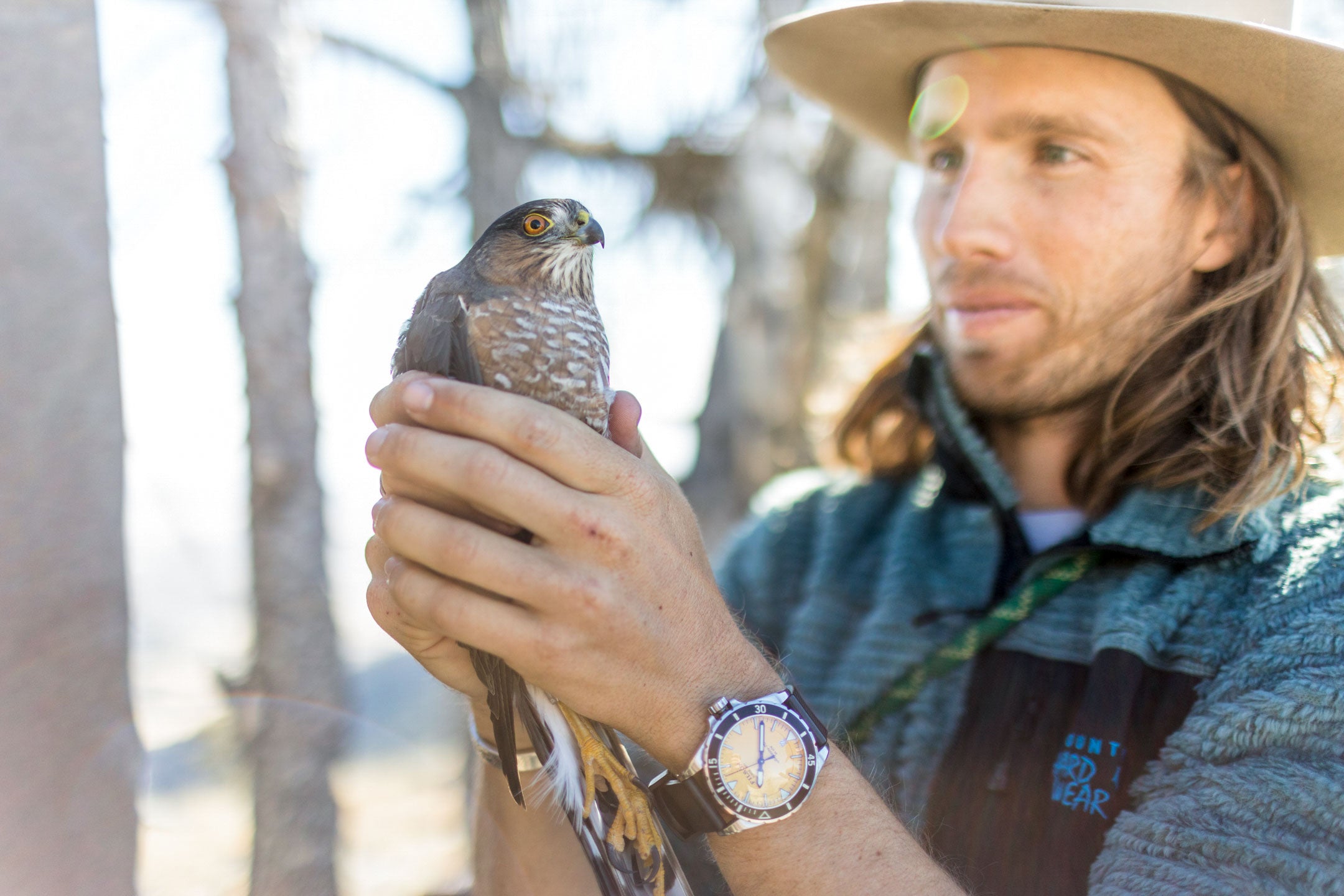 Ecologist Charles Post releases a Sharp-shinned Hawk during the Bridger Raptor Festival. Forest Woodward